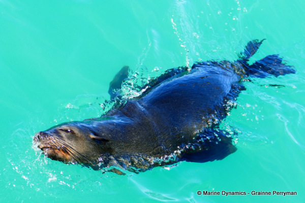 Cape fur seal, South Africa